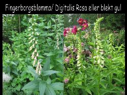 Fingerborgsblommadigitalisrosmarie  Fingerborgsblomma Digitalis Rosmarie