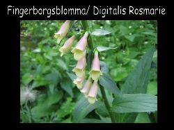 Fingerborgsblommadigitalisrosmarie  Fingerborgsblomma Digitalis Rosmarie