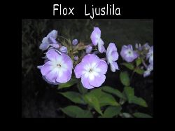 Floxlila  Floxlila