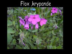 Flox  Floxkrypande