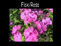 Floxrosa  Flox rosa