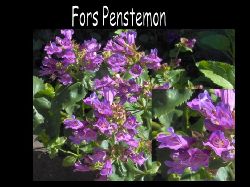 Penstemon  Forspenstemon