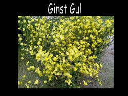 Ginst  Ginst vrblommande gul