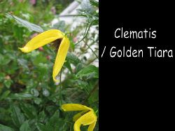 Clematis Golden Tiara  Otroligt st och fin r denna gula Clematis Golden Tiara