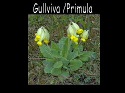 Gullvivaprimula  Gullviva Primula