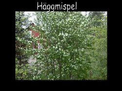 Haggmispel  Hggmispel