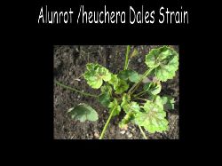 Heucheraalunrot  Heuchera alunrot Dales Strain