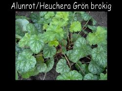 Heucheraalunrot  Heuchera grn brokig