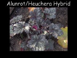 HeucheraalunrotHybrid  Heuchera alunrot hybrid