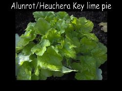 Heucheraalunrotkeylimepie  Heuchera alunrot Key lime pie