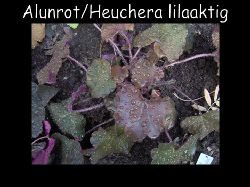 Heucheraalunrotlila  Heuchera alunrot lila