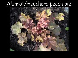 Heucheraalunrotpeachpie  Heuchera alunrot peach pie