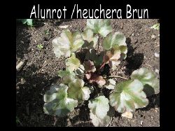 Heucheraalunrot  Heuchera alunrot brun