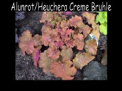 Heucheraalunrotcremebruhle  Heuchera alunrot creme bruhle