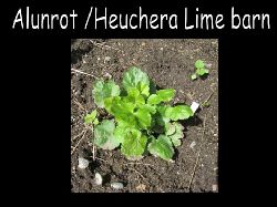 Heucheraalunrotlimebran  Heuchera alunrot Lime barn