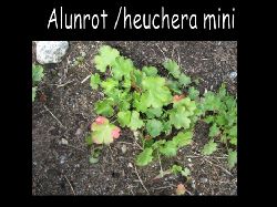 Heucheraalunrot  Heuchera alunrot liten mini