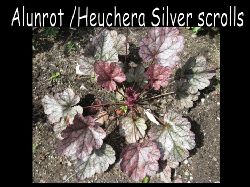 Heucheraalunrotsilverscrolls  Heuchera silver scrolls