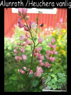 Heucheraalunrot  Heuchera Alunrot vanlig