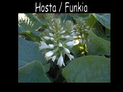 Hostafunkia  Hosta funkia