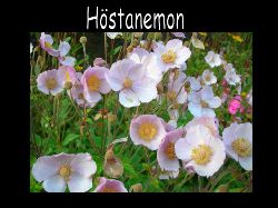 Hstanemon  Hstanemon en st hgvxt blomma i svagt rosa