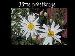 Prastkrage  Jtte prstkrage s sttlig