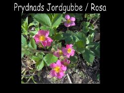 Jordgubberosa  Rosa prydnads jordgubbe