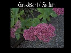 Karleksortsedum  Krleksrt sedum