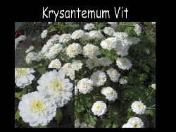 Krysantemum  Vit hrlig krysantemum underbar snittblomma