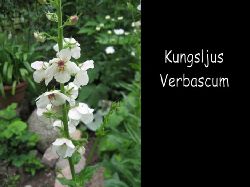 Kungsljusverbascum  Sttligt r kungsljuset Verbascum Chaxii