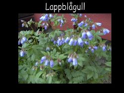 Lappblagull  Lapp bl gull Polemonium