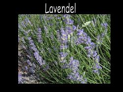 Lavendel  Lvaendel Lavandula