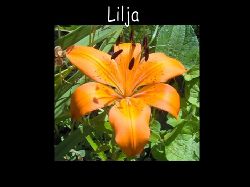 Lilja  Lilja orange