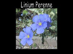 Liniumperenne  Linium Perenne