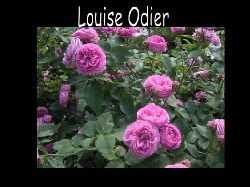 Louiseodier2  Louise Odier