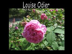 Roslouiseodier  Ros Louise Odier