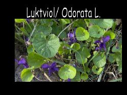 odorata  Luktviol Odorata L.