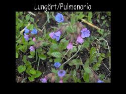 Lungort  Lungrt Pulmonaria