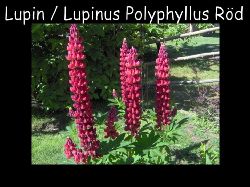 Lupinrod  Lupin Lupinus polyphyllus Rd