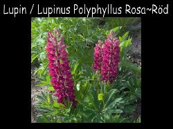 Lupinrosarod  Lupin Lupinus polyphyllus Rosa Rd