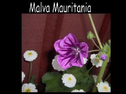 Malvamauritania  Malva Mauritania