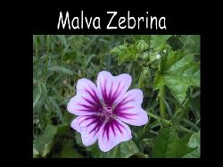 Malvasylvestriszebrina  Malva Zebrina