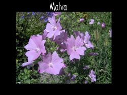 Malvarosa  Malva