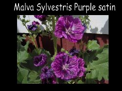 Malvasylvestrispurplesatin  Malva Sylvestris purple satin