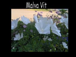 Malvavit  Malva Vit