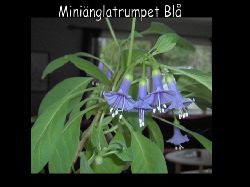 Mini ngla trumpet Bl  S jtte st r denna mini ngla trumpet . Den finns i bltt och vitt, bildar en buske p ca 150 cm med sm ca 4 cm stora blommor som blommar i klasar p vren.