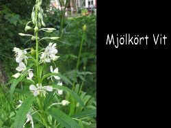 Mjolkort  Epilobium angustifolium album ~ Vit mjlkrt