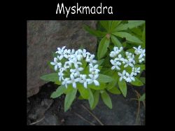 Myskmadra  Myskmadra