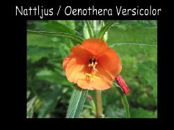 NattljusOenothera  Nattljus Oenothera Versicolor