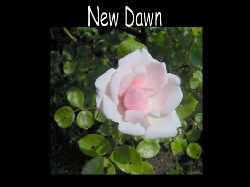 Newdawn  New Dawn