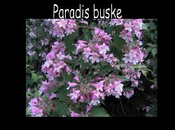 Paradisbuske  Paradis buske